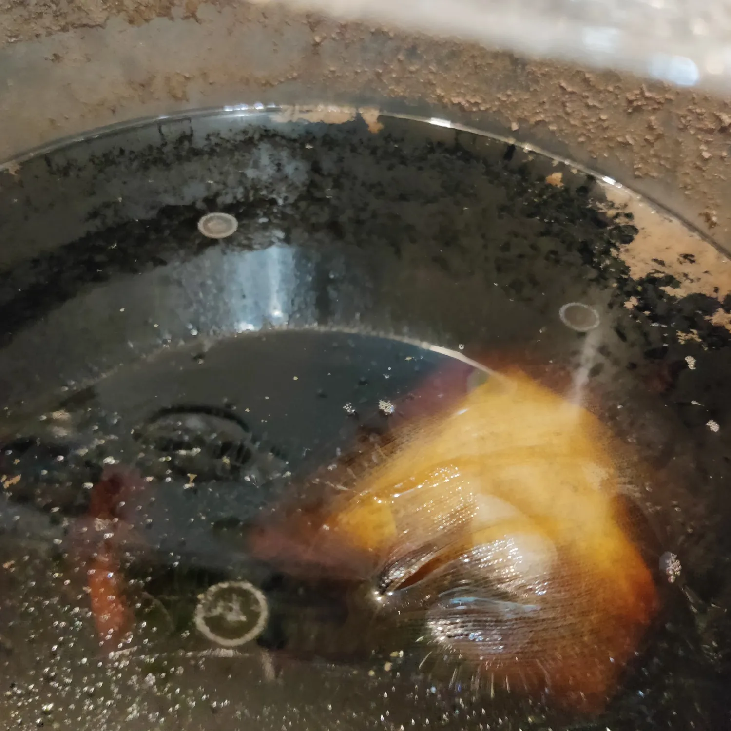 カビっぽい浮遊物